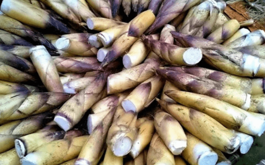 Wild bamboo shoots 