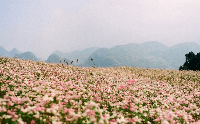 The Best Motorbike Route in Vietnam - Over 3000 km from Northeast to Northwest  2