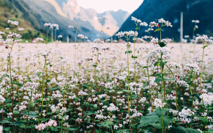 Buckwheat flowers