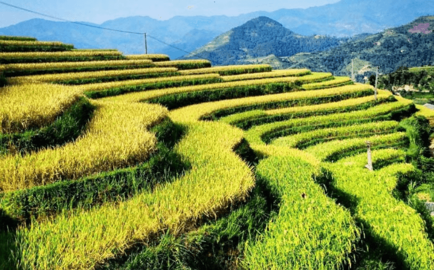 Ban Phung terraced field