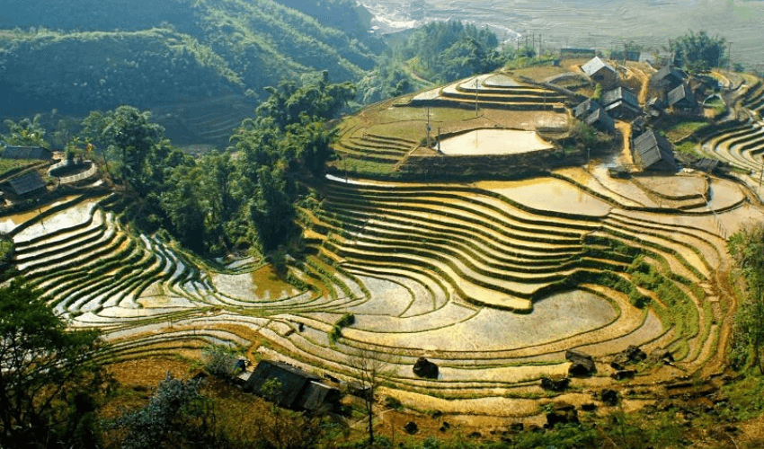 terrace rice field in Sapa