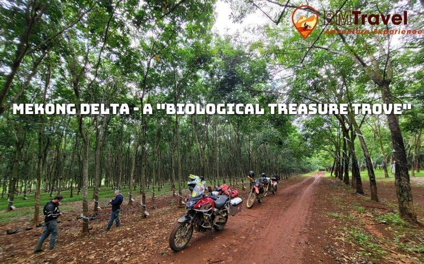 Cu Chi tunnels and Mekong Delta Tour