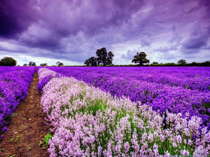 Da Lat - city of thousands of flowers