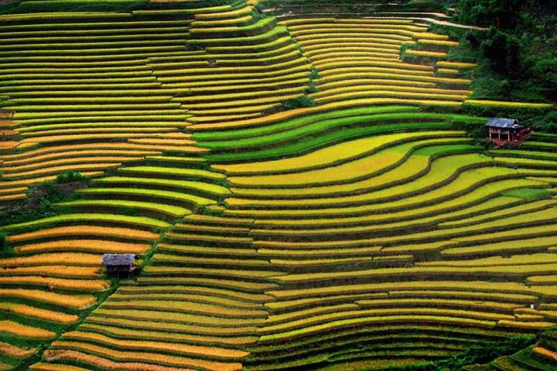 terraced fields in sapa