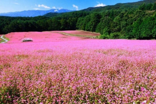 buckwheat-flower-season-in-ha-giang