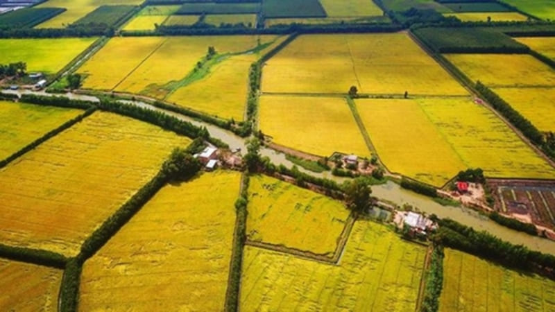 long an rice fields