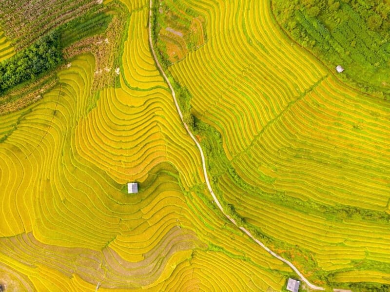 ripe rice season in sapa lao cai