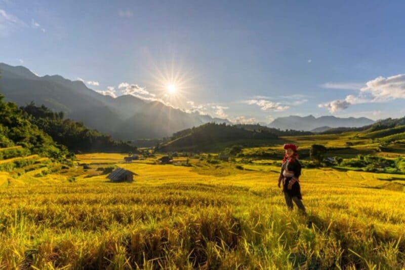 the time of year when the rice harvest season occurs