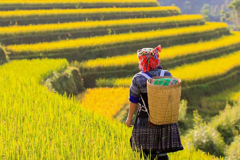 things to note when visiting places to see ripe rice fields