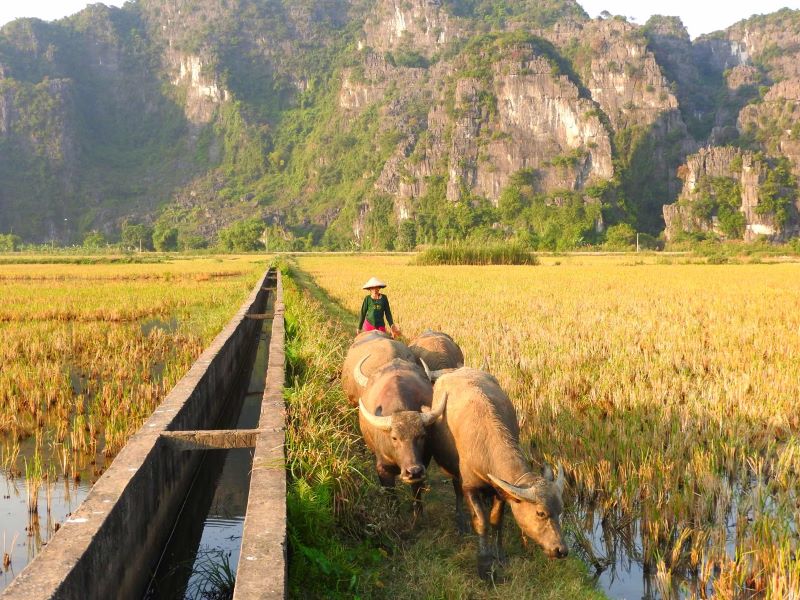 rice-fields-in-ninh-binh-1