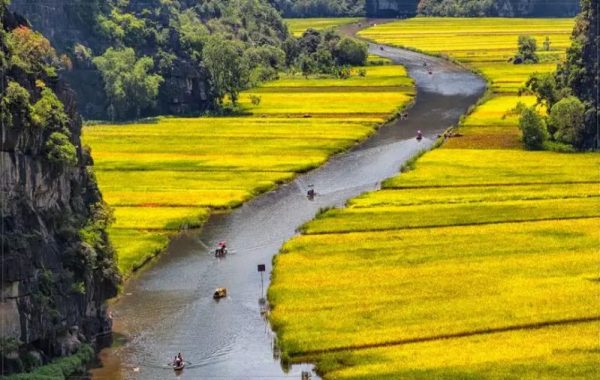 Rice fields in Ninh Binh: Best time and important notes