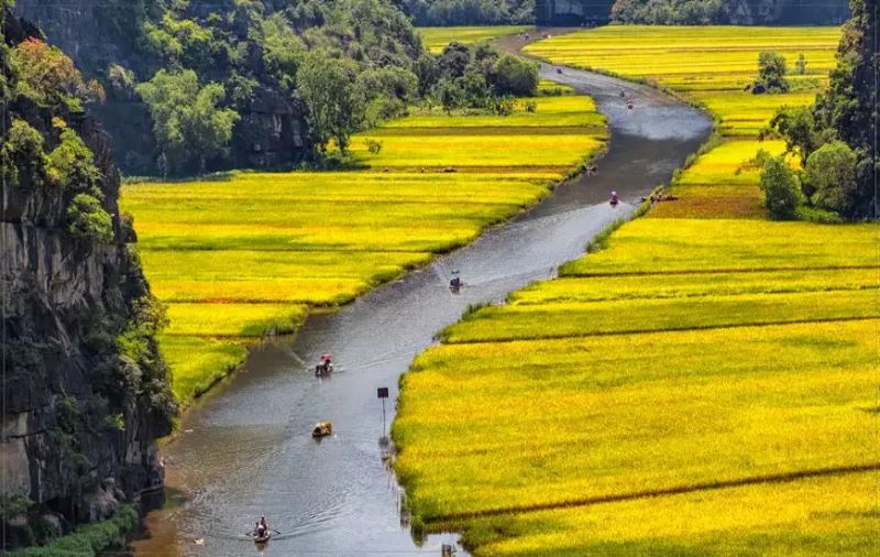 rice-fields-in-ninh-binh-3