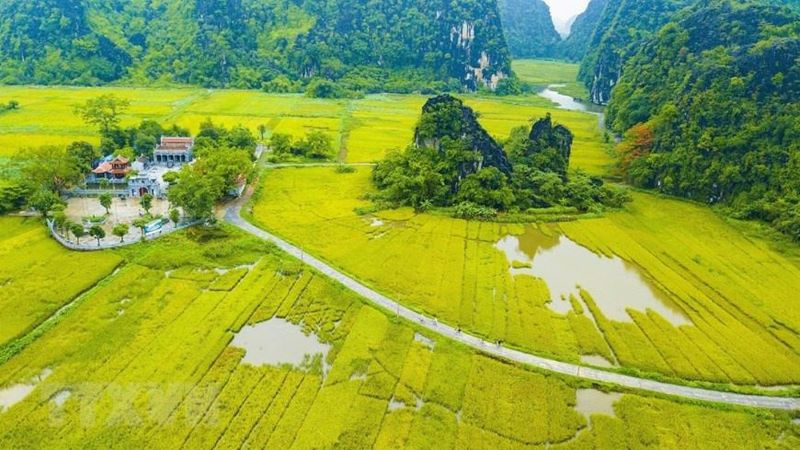 rice-fields-in-ninh-binh-6