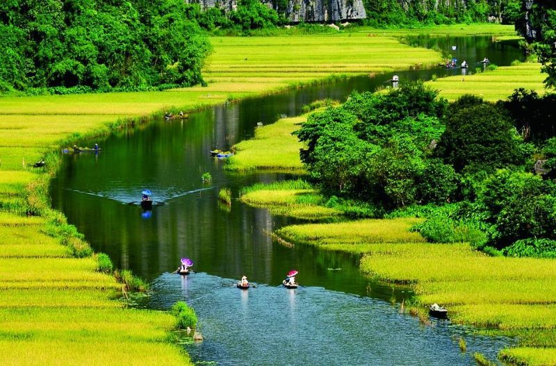 rice-fields-in-ninh-binh-7